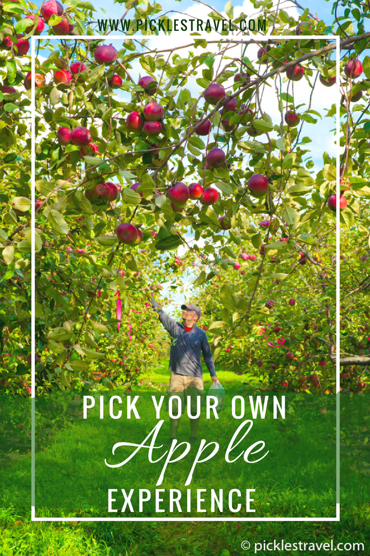Picking your own apples from an apple farm is the perfect bucket list item and worth taking a weekend road trip to do. There are always more things to do for the kids plus the joy of being outside and getting apples as fresh as you possibly can. There are several places across Minnesota where you can get your favorite apples from honeycrisp to Mcintosh to Cortland and more.
