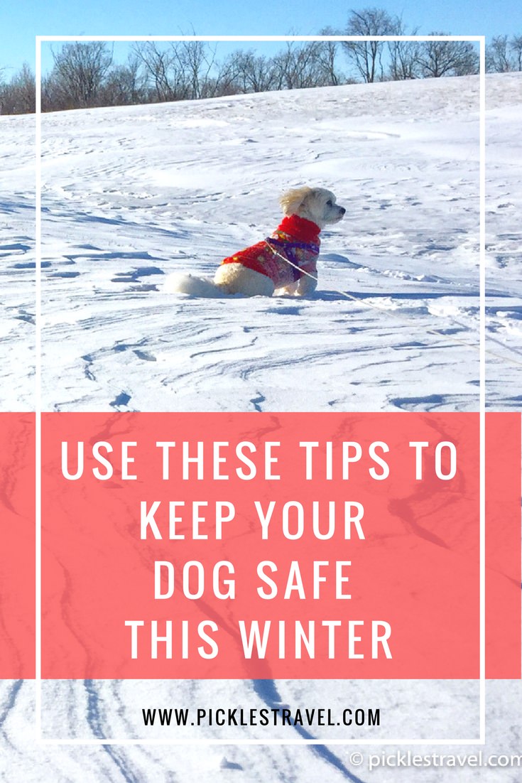 Dog Safety tips, coats, clothes, and Ideas for the winter that helps keep them warm in cute outfits and making sure they're safe in the winter and cold weather season- whether you're traveling for the holidays or just out for a walk