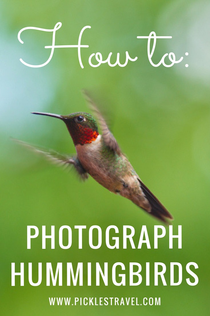 How to Photograph fast moving subjects like birds, especially hummingbirds. Tips and ideas for getting the best photo taking a great action shot picture
