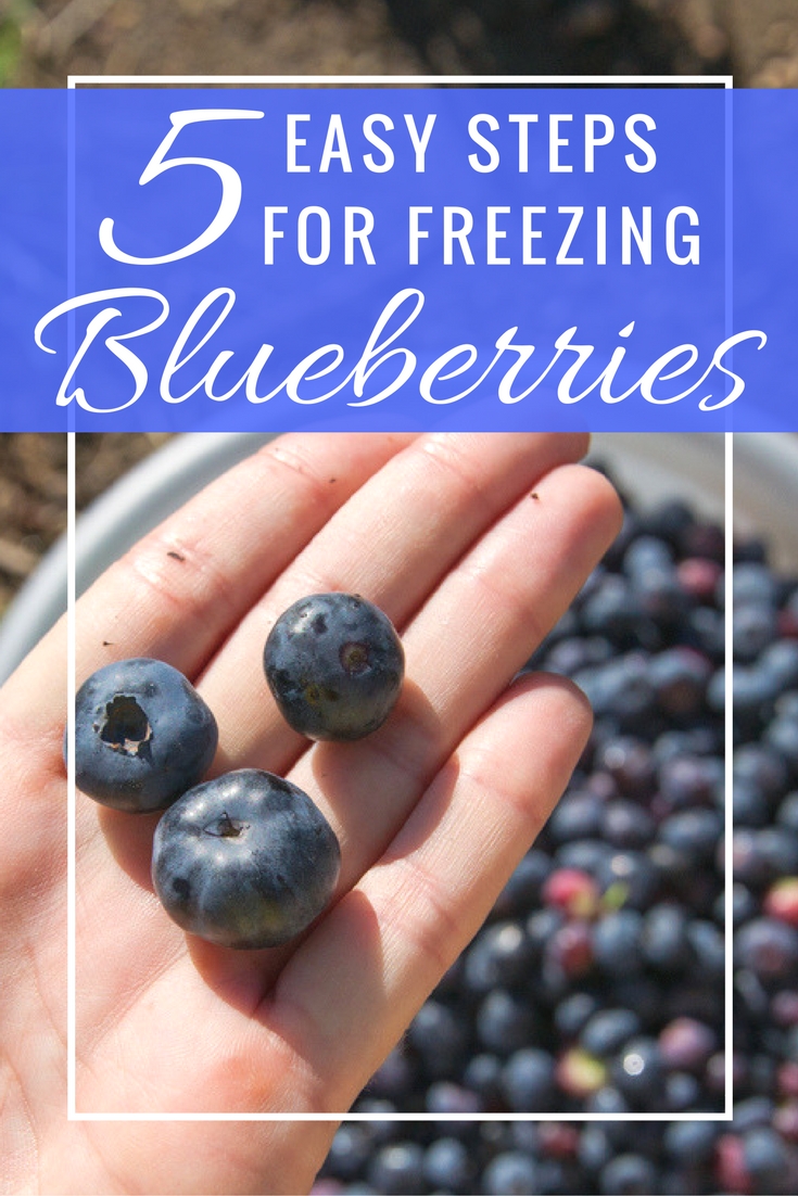 5 Easy steps to freeze blueberries so you can use them in healthy recipes like pie and muffins all year long. They always taste fresh and delicious! Or just sprinkle them on top of oatmeal or ice cream