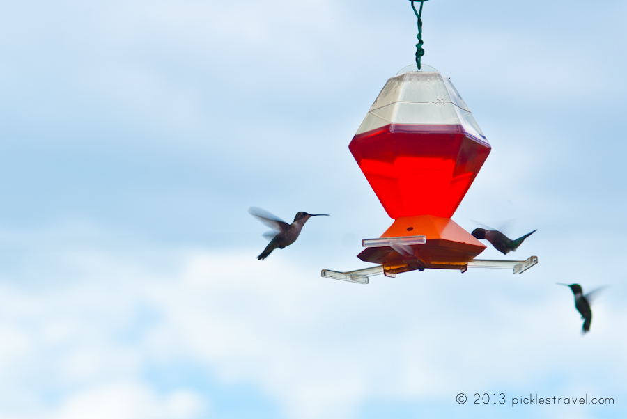 Hummingbird Food Going To The Birds