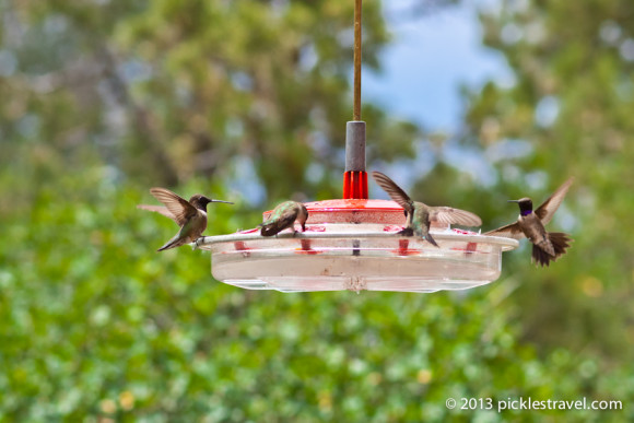 Hummingbird Food | Going to the Birds