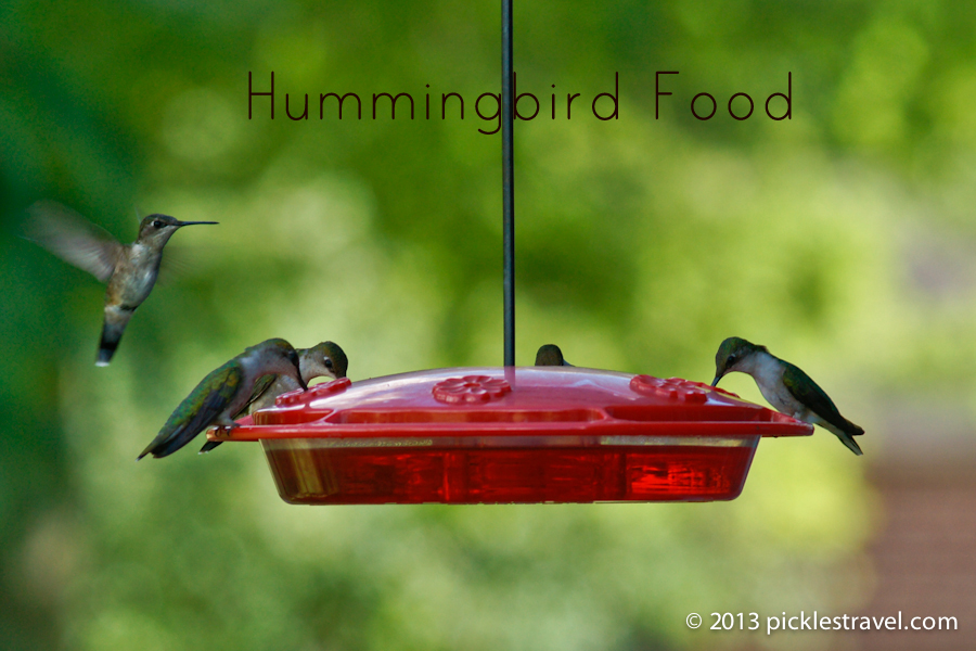 hummingbird food recipe