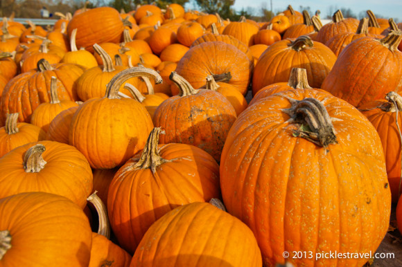 Time to Enjoy the Pumpkins | Seasonal Round-Up