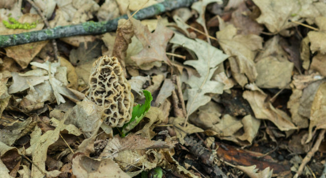 Hidden morel mushrooms in plain sight