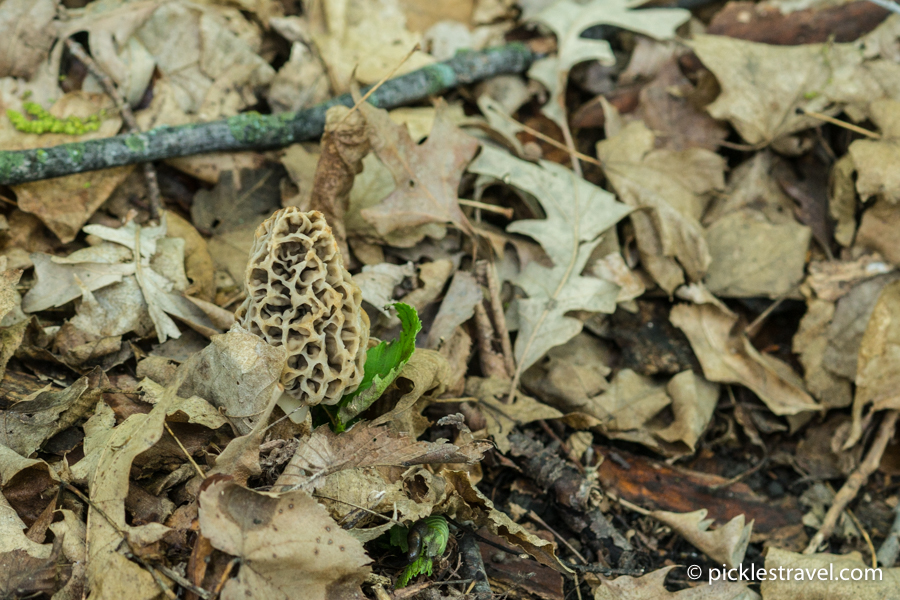 Hidden morel mushrooms in plain sight