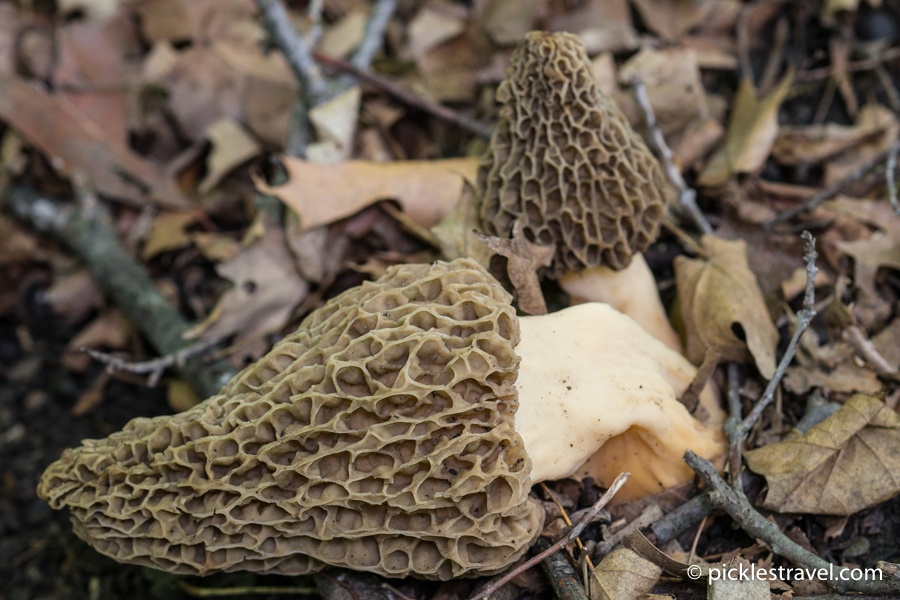 Morel Mushrooms together in a bunch - always look for more