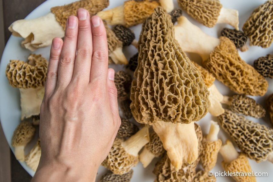 world biggest morel mushroom