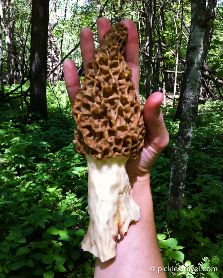 Guide to Hunting Morel Mushrooms Wild Edible Foraging Tips Trick