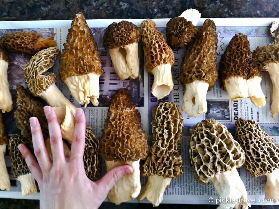 world biggest morel mushroom