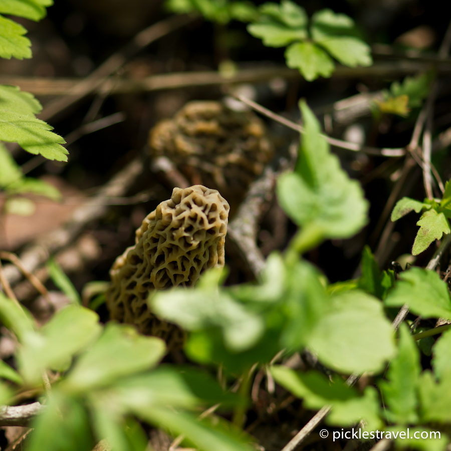 Guide to Hunting Morel Mushrooms Wild Edible Foraging Tips Trick