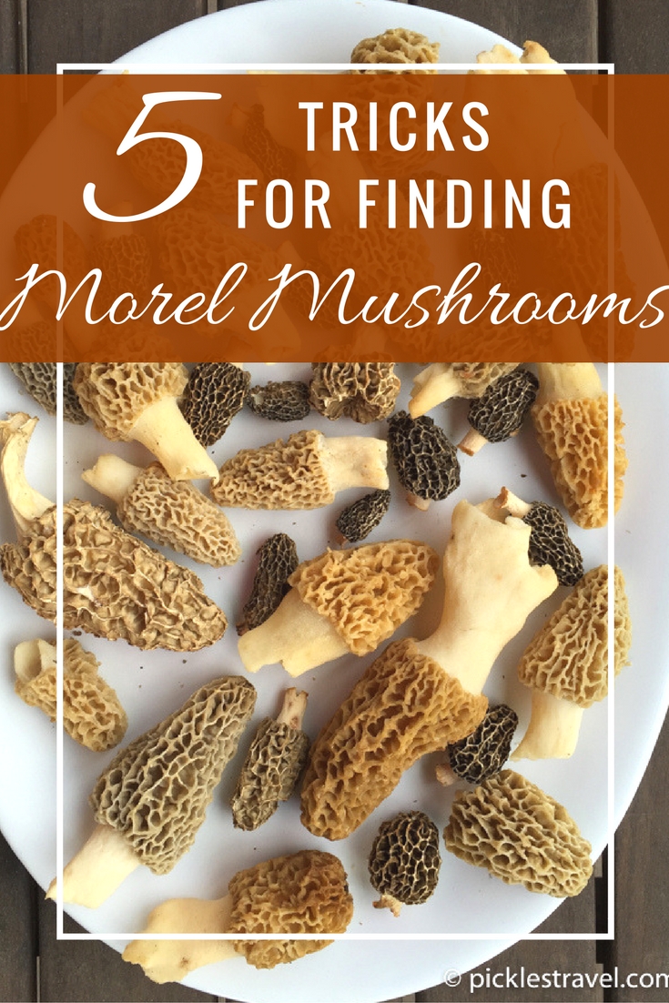 Guide for how to find and hunting morel mushrooms perfect - tricks and tips so you can find enough to cook fresh as well as dehydrate some for later!