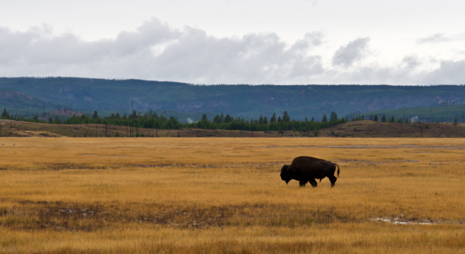 Lone Bison crossing the grasslands