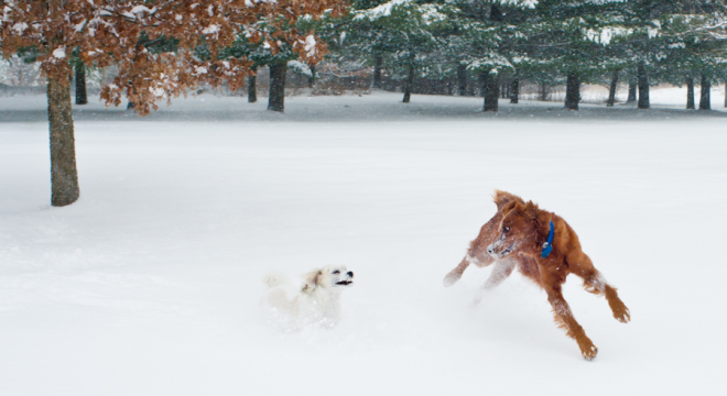 Joyful pups in the first fresh snow of the season