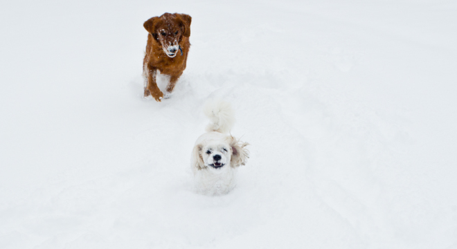 Snowball fun with dogs one and two