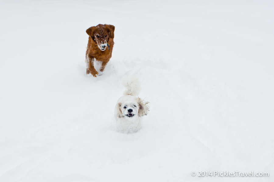 Snowball fun with dogs one and two