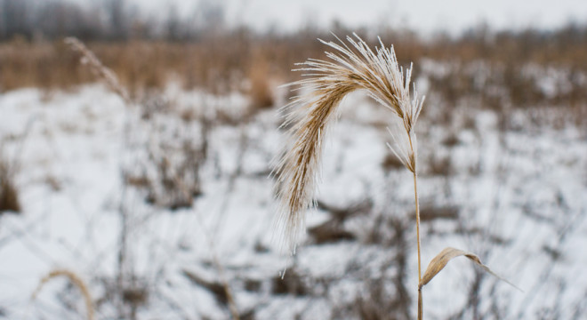 frost bitten prairie in the dead of winter