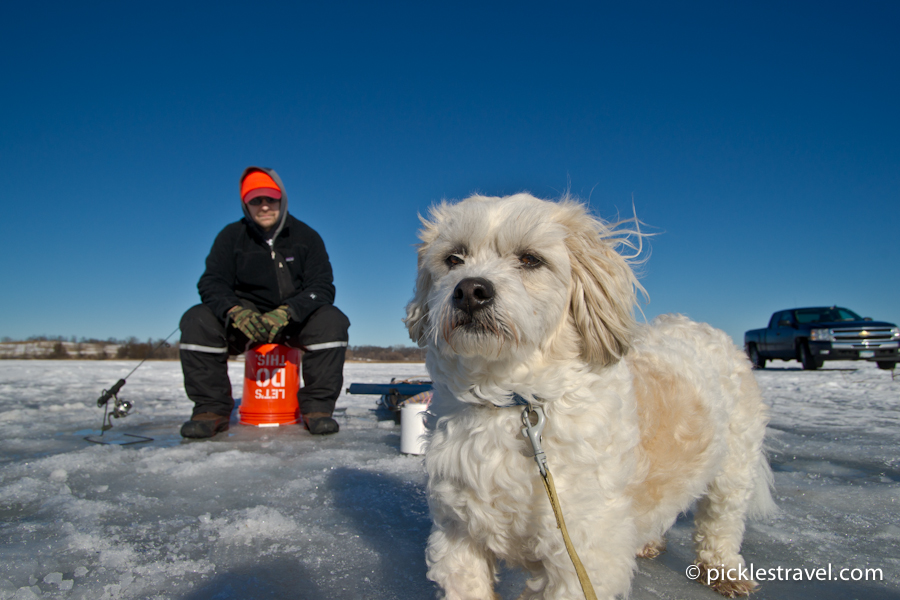 Pepper ice fishing on Lake Washington