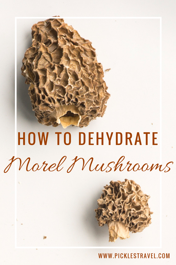 Recipe guide for how to dehydrate wild morel mushrooms after foraging for them or buying them in the store. As dried mushrooms they will last much longer and can be used in sauces, pastas and other healthy dishes for a taste of spring all year long.