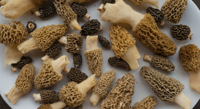 How to Dehydrate Morel Mushrooms
