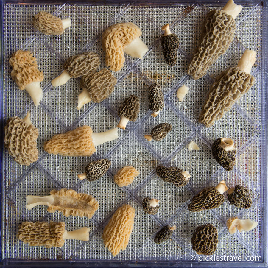 Ready to dehydrate morel mushrooms