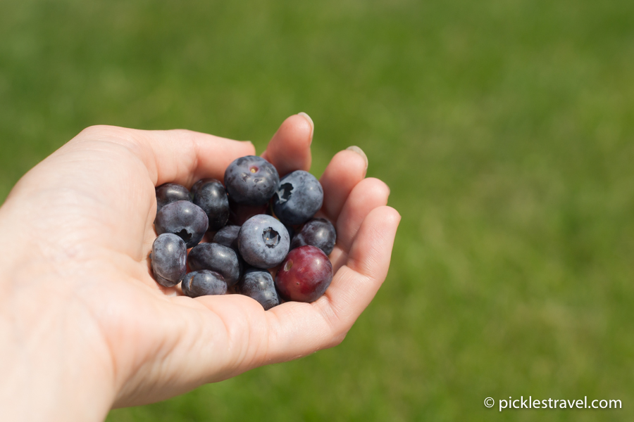 Grab a Handful of Blueberries for a Snack