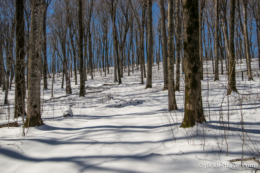 Maple trees at Forestville State Park