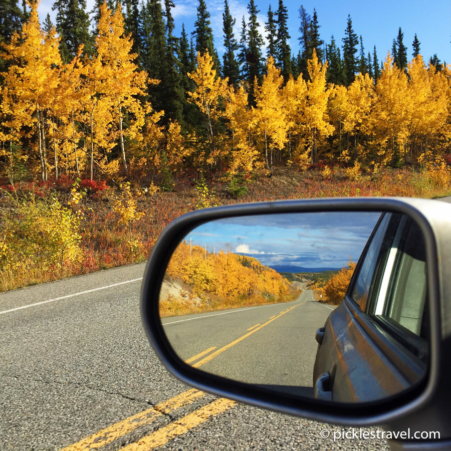 Golden trees on a fall road trip