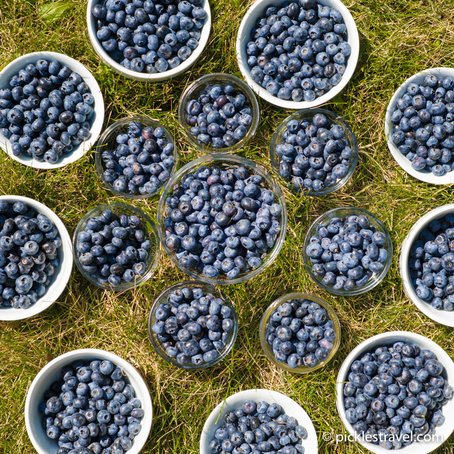 50 blueberry recipes worth eating