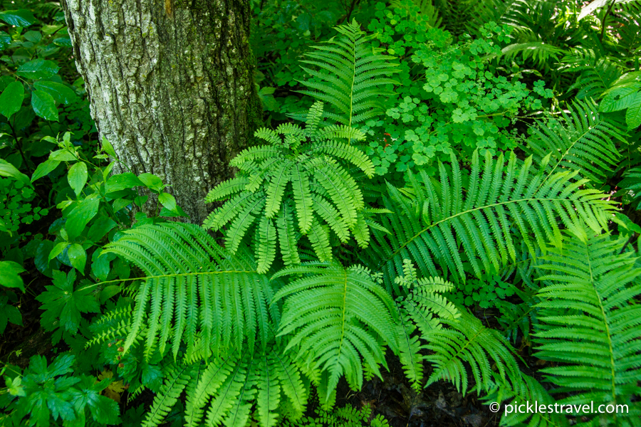 Ferns abound in Nerstrand Big Woods State Park