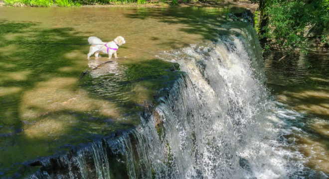 Bichon Enjoys Hidden Waterfalls at Nerstrand Big Woods State Park