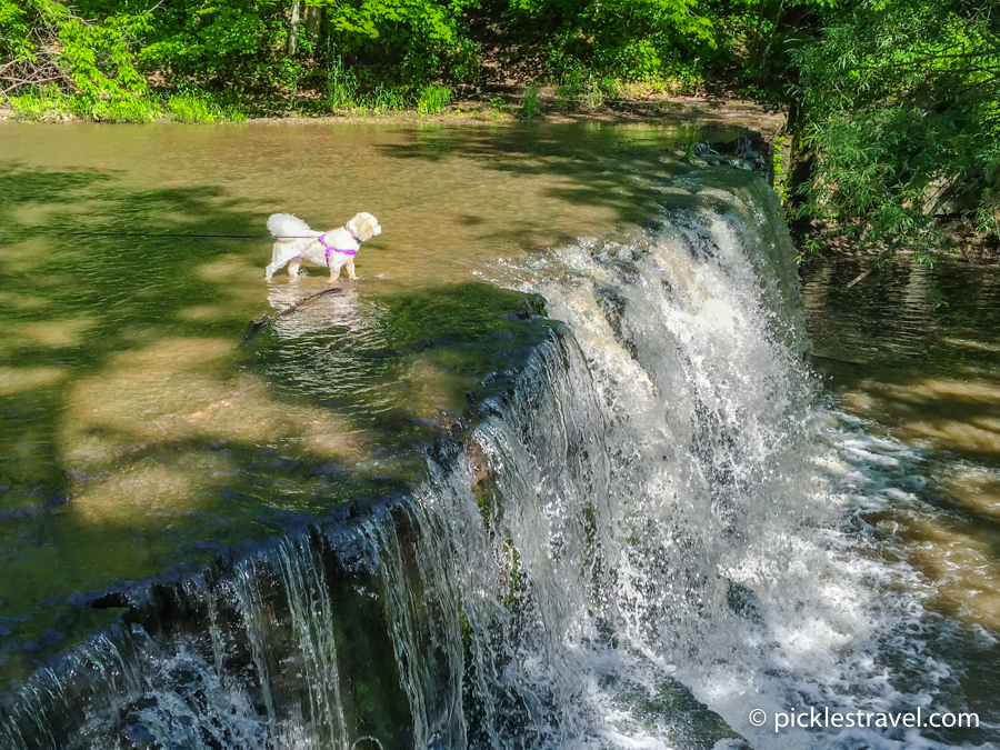 Bichon Enjoys Hidden Waterfalls at Nerstrand Big Woods State Park