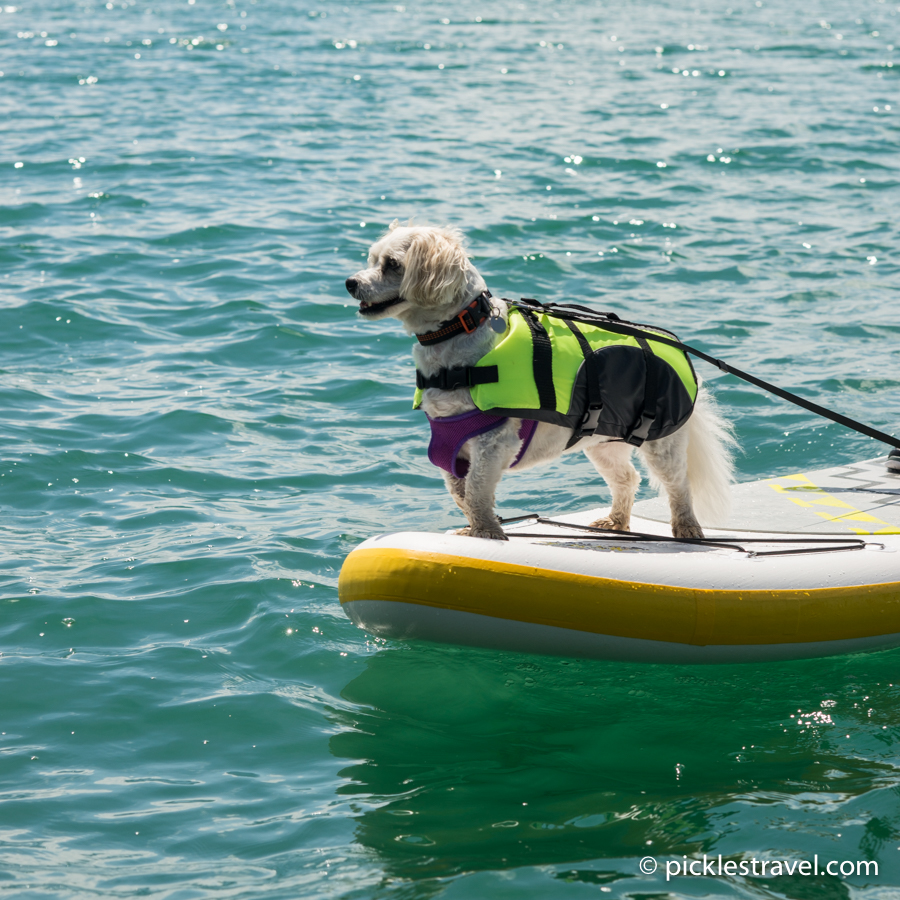 Dog at the helm of the SUP paddle board