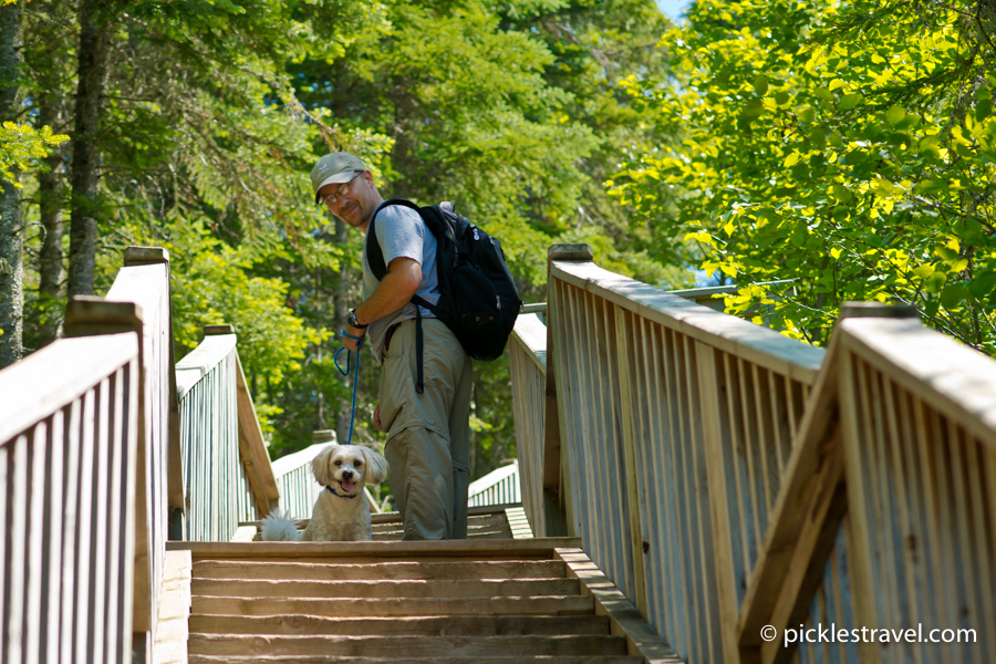 are dogs allowed in minnesota state parks