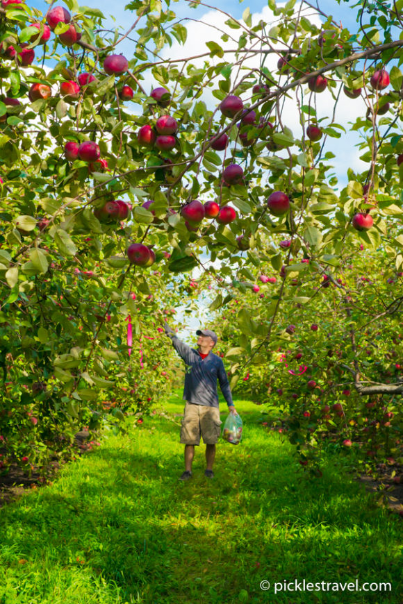 Pick an apple at Minnesota Harvest Apple Farm