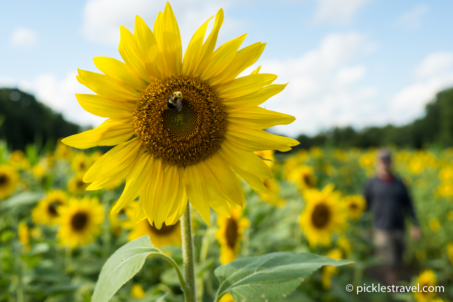 Sunflower Maze at Minnesota Harvest Apple Farm