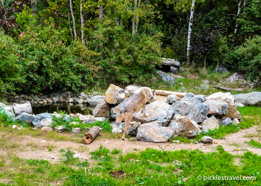 Ely international wolf center