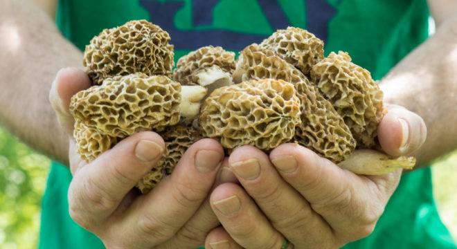 Handful of morel mushrooms