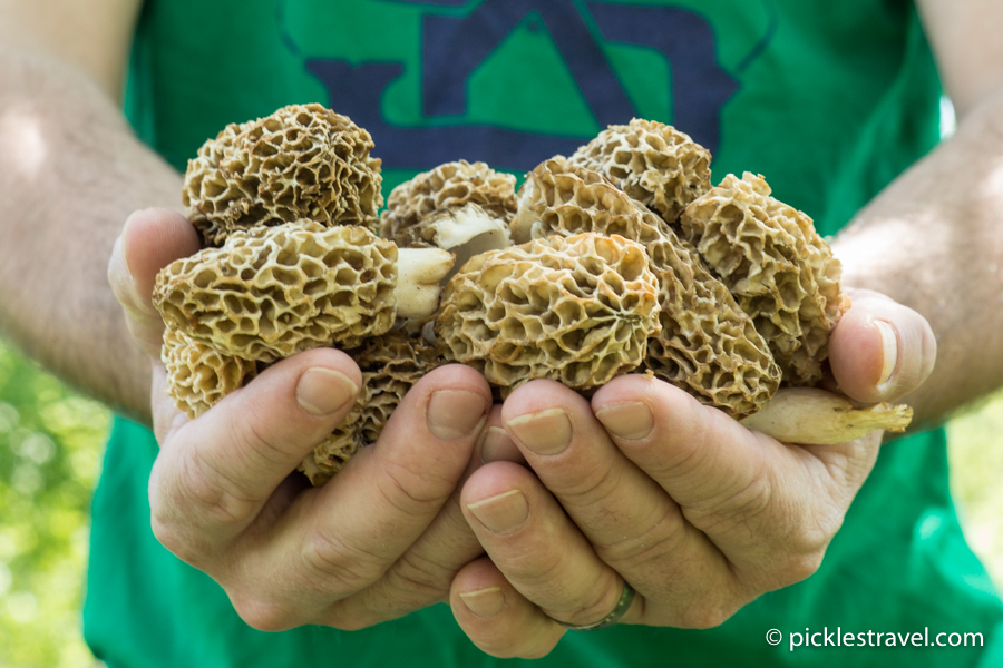 Handful of morel mushrooms