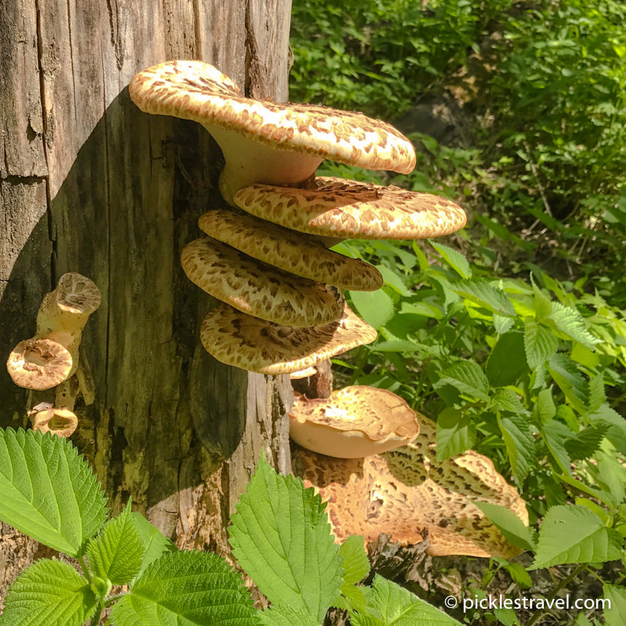 finding wild mushrooms