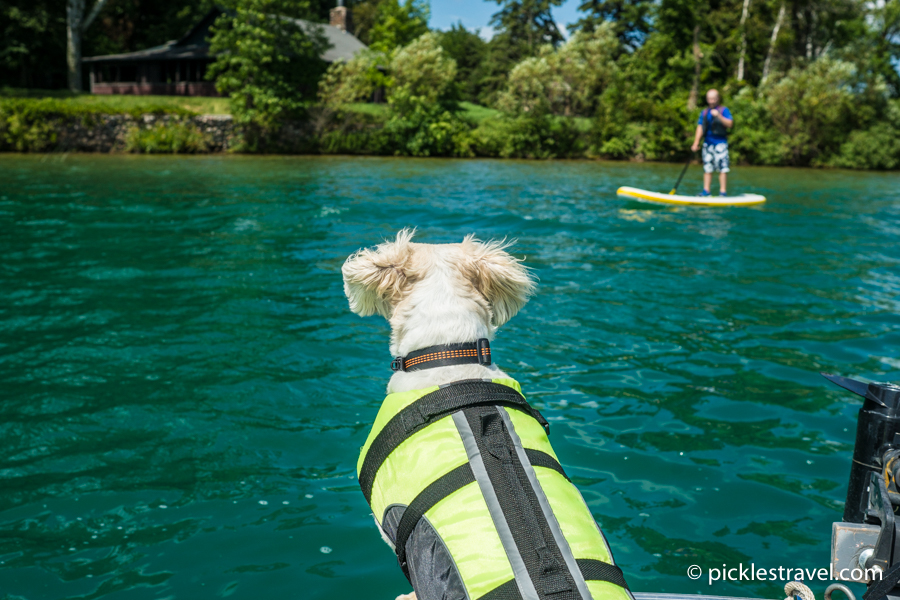 Importance of a doggie life jacket for dog water safety