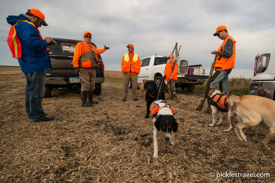 Minnesota Governor's Pheasant Opener training
