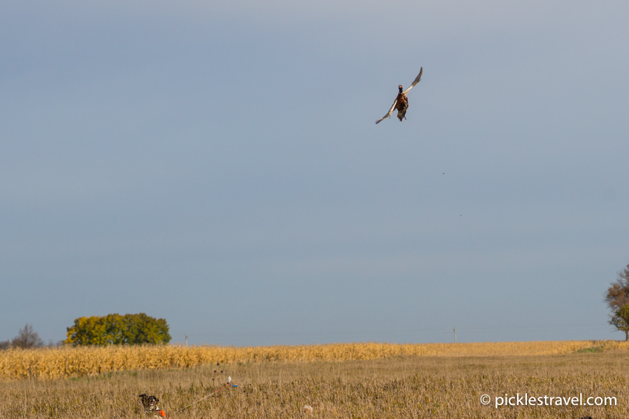 Pheasant in flight with bird dog in pursuit