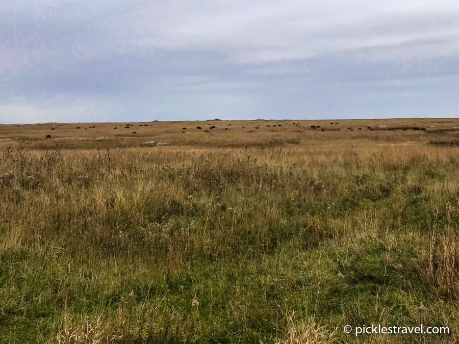 The Buffalo herd at Blue Mounds State Park